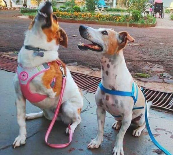 cães Foz Iguaçu