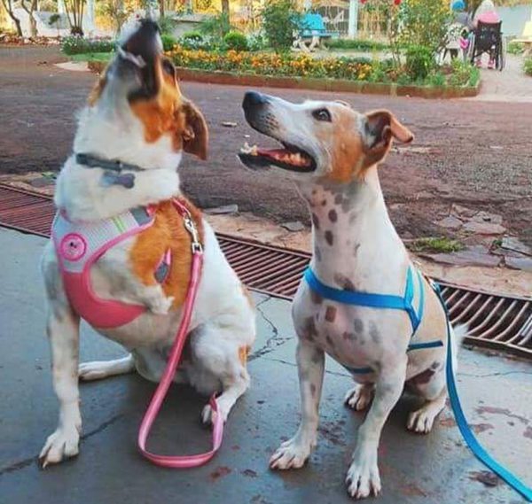 cães Foz Iguaçu