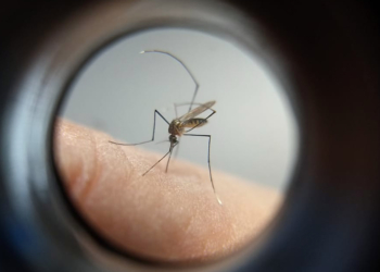 Foto: Divulgação SESA