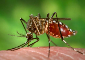 Fêmeas do Aedes aegypti transmitem doenças como dengue e chikungunya por meio da picada em seres humanos. 
Crédito: Divulgação / Portal Brasil/