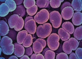 Micrografia eletrônica de varredura colorida da bactéria Neisseria gonorrhoeae, que causa gonorréia. NIAID