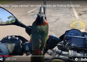 Tucano pega carona em moto da PRF. Foto: Divulgação/PRF