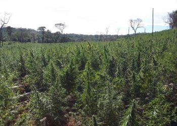 Operação visa a erradicação de plantações de maconha. Foto: PF