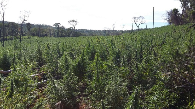 Operação visa a erradicação de plantações de maconha. Foto: PF