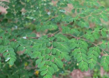 Moringa oleifera. Foto: Conselho Federal de Farmácia