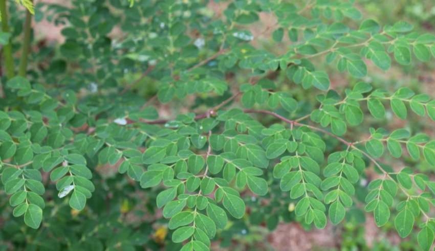 Moringa oleifera. Foto: Conselho Federal de Farmácia