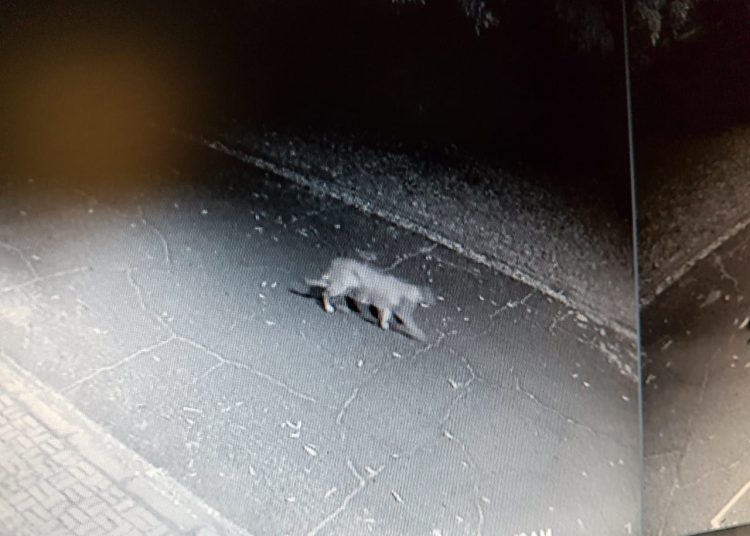 Onça-parda vista na Vila A ontem (15). Fotos: cortesia