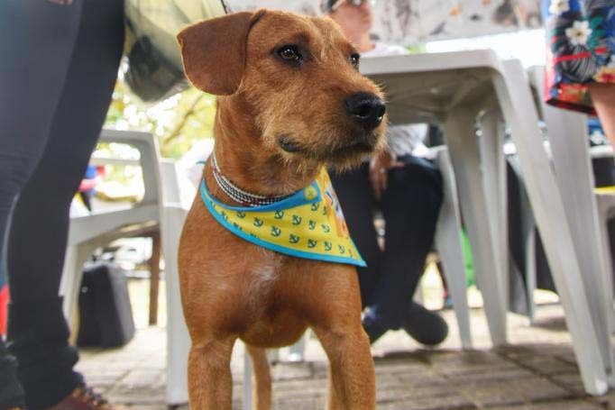 Foto: Denis Ferreira Netto/SEDEST