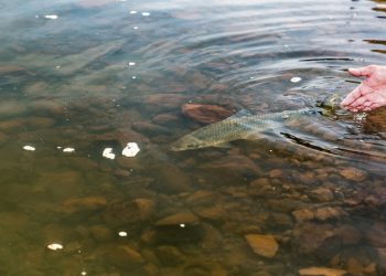 Participantes poderão marcar e soltar peixes no reservatório da Itaipu. Foto Alexandre Marchetti.