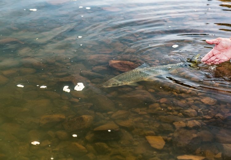 Participantes poderão marcar e soltar peixes no reservatório da Itaipu. Foto Alexandre Marchetti.