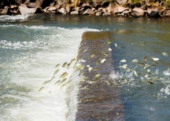 Canal da Piracema, da usina de Itaipu, é usado pelas espécies  migradores que sobem o Rio Paraná para chegar aos locais de desova durante da Piracema. Foto: Alexandre Marchetti/IB