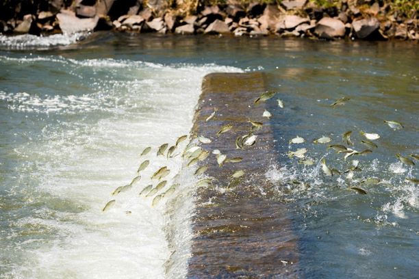 Canal da Piracema, da usina de Itaipu, é usado pelas espécies  migradores que sobem o Rio Paraná para chegar aos locais de desova durante da Piracema. Foto: Alexandre Marchetti/IB