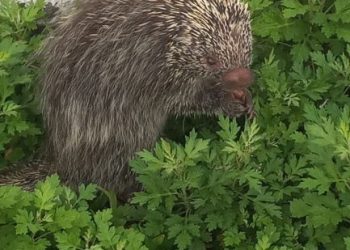 Porco-espinho encontrado na Rua Cotia. Foto: rede social