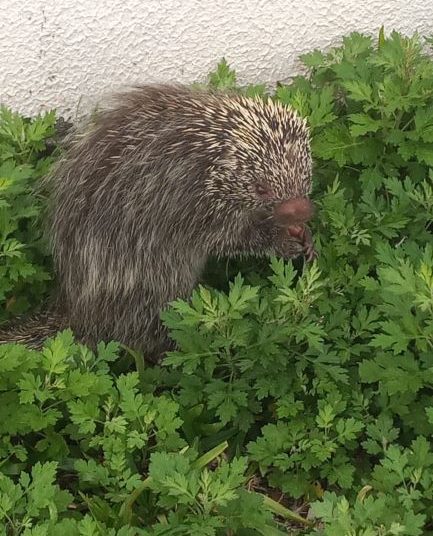 Porco-espinho encontrado na Rua Cotia. Foto: rede social