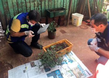 Adapar monitora caso das sementes importadas. Foto:Adapar