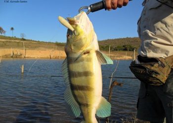 Tucunaré. Foto: Fishbase