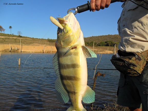 Tucunaré. Foto: Fishbase