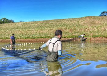 Lagos de engorda de peixes da IB, no Paraguai. Fotos: IB/Divulgação