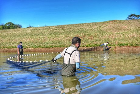 Lagos de engorda de peixes da IB, no Paraguai. Fotos: IB/Divulgação