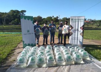 Alevinos prontos para a distribuição. Foto: IP/Divulgação