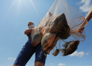 Estado atingiu a marca de 166 mil toneladas, 20 mil toneladas a mais do que em 2019. Foto: Jonathan Campos/AEN