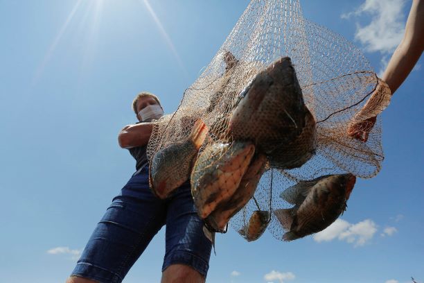 Estado atingiu a marca de 166 mil toneladas, 20 mil toneladas a mais do que em 2019. Foto: Jonathan Campos/AEN