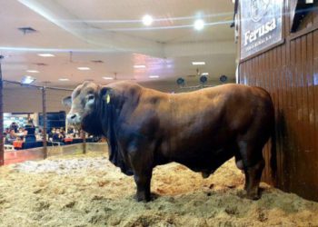 Bolsonaro pesa 905 e deverá ser exportado para a Argentina. Foto: jornal La Clave