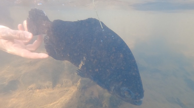 Ação de soltura de peixes e educação ambiental no Clube de Pesca Maringá, em Foz do Iguaçu. Fotos MARR.CD