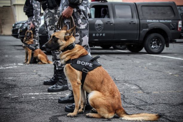 Cães da PM do Paraná usados na apreensão de drogas. Foto: Divulgação/AEN
