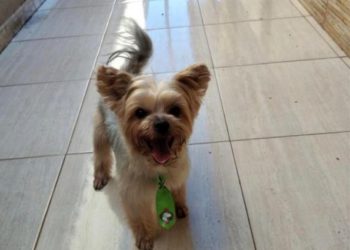 Joca está desaparecido. Foto: divulgação