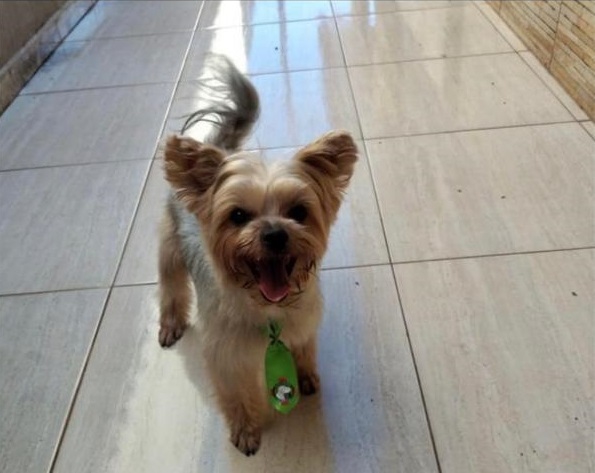 Joca está desaparecido. Foto: divulgação