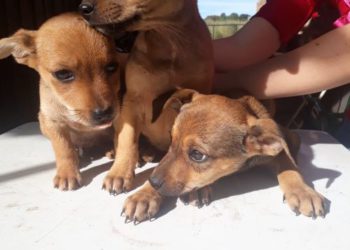 Foto ilustrativa: Pixabay