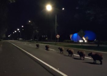 O jornalista Romeu Bruns registrou esta fila de capivaras na usina de Itaipu (no inverno, elas preferem o calor do asfalto, lógico). Foto: JIE/Divulgação