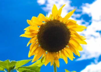 Foto ilustrativa: Pixabay