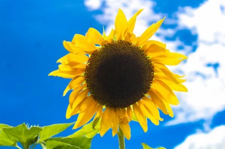 Foto ilustrativa: Pixabay