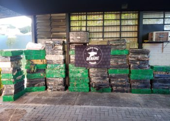 Maconha apreendida na operação. Foto: divulgação