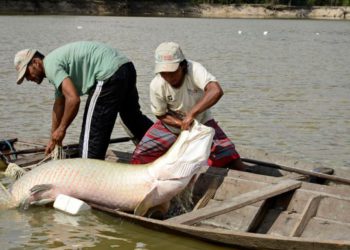 O pirarucu pode chegar a pesar 200 quilos. Foto: Agência Brasil/Opan Adriano Gambarini
