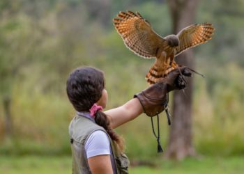 Imersão no mundo da falcoaria: um dos novos atrativos de Foz do Ivuaçu. Foto: Divulgação