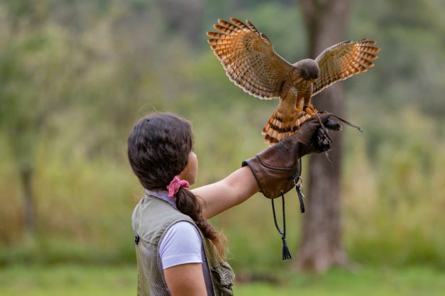 Imersão no mundo da falcoaria: um dos novos atrativos de Foz do Ivuaçu. Foto: Divulgação