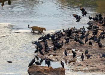 Onça passeando próximo à Cataratas do Iguaçu. Foto: Cecília Miura/Divulgação