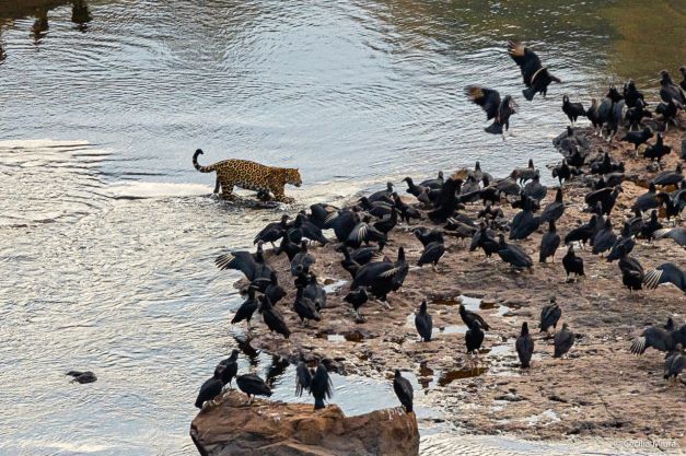 Onça passeando próximo à Cataratas do Iguaçu. Foto: Cecília Miura/Divulgação