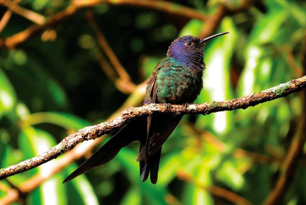 Beija-flor-tesoura no Parque Nacional do Iguaçu. Foto: Patrick Gonsales/Cataratas S/A