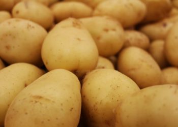 Batata: a grande vilã. Foto: UNILA/Divulgação