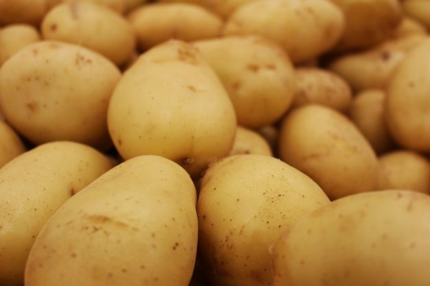Batata: a grande vilã. Foto: UNILA/Divulgação