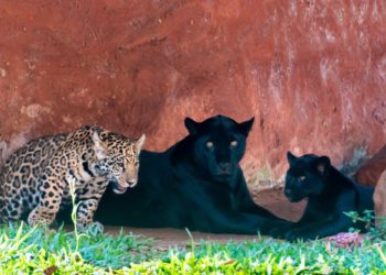 Nena (a mãe), Poty, a oncinha preta e Pytu, a onça pintada. Foto: Rubens Fraulini/Itaipu Binacional.