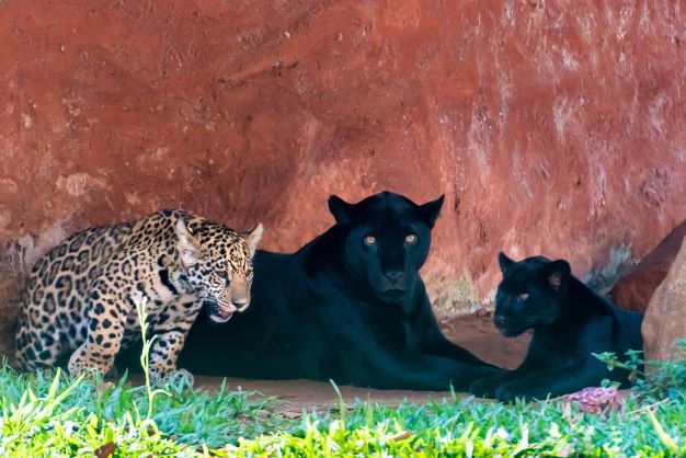 Nena (a mãe), Poty, a oncinha preta e Pytu, a onça pintada. Foto: Rubens Fraulini/Itaipu Binacional.