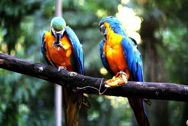 Animais começarão a ser transferidos nesta semana. Foto ilustrativa: PMFI/Divulgação