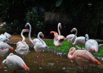 Flamingos do Parque das Aves. Foto: Eliane Cristina Lauro Umburanas/Facebook do parque.