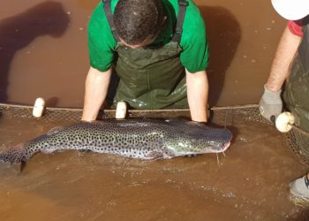 Trabalhado de reprodução de peixes no lado paraguaio. Foto: IB/Divulgação