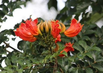Planta "xixi-de-macaco". Foto: Pixabay